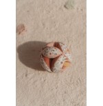 2562 Pelota Montessori Fairy Garden